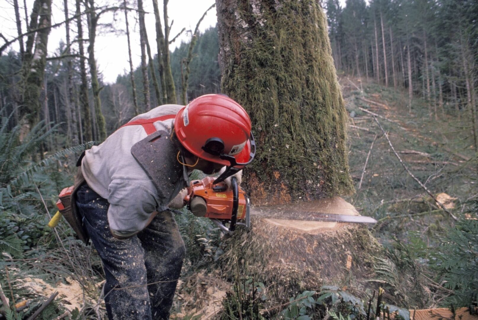 White Oak Land Management